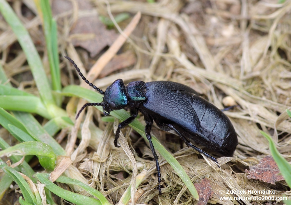 Majka, Meloe decorus (Brouci, Coleoptera)